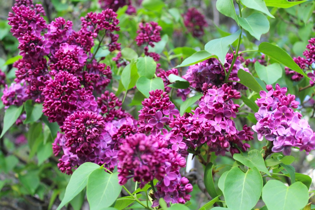 Изображение публикации