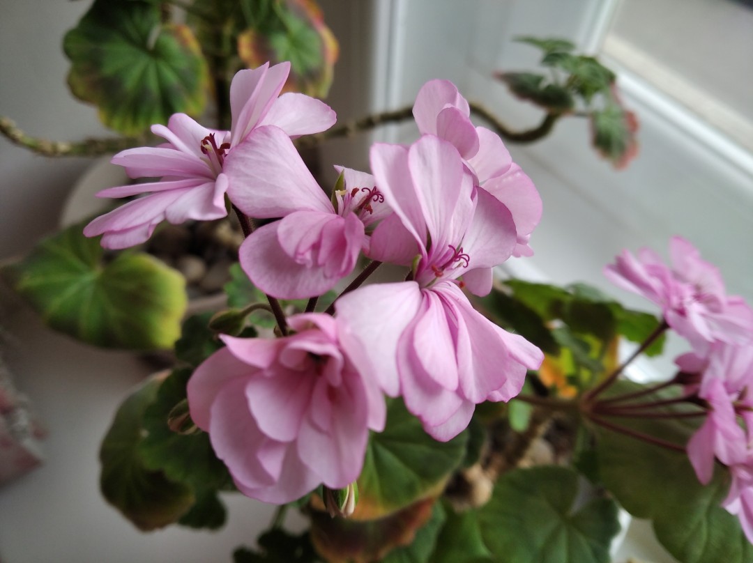 Изображение публикации