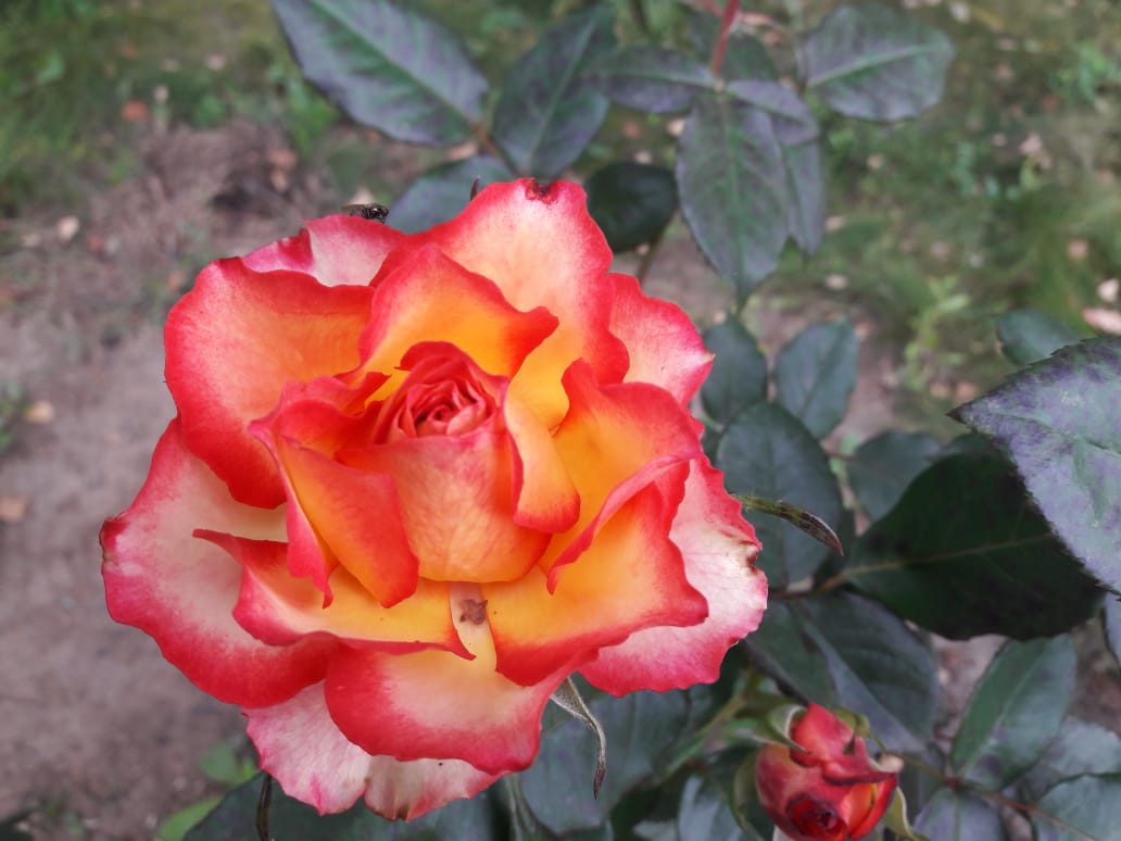 Изображение публикации