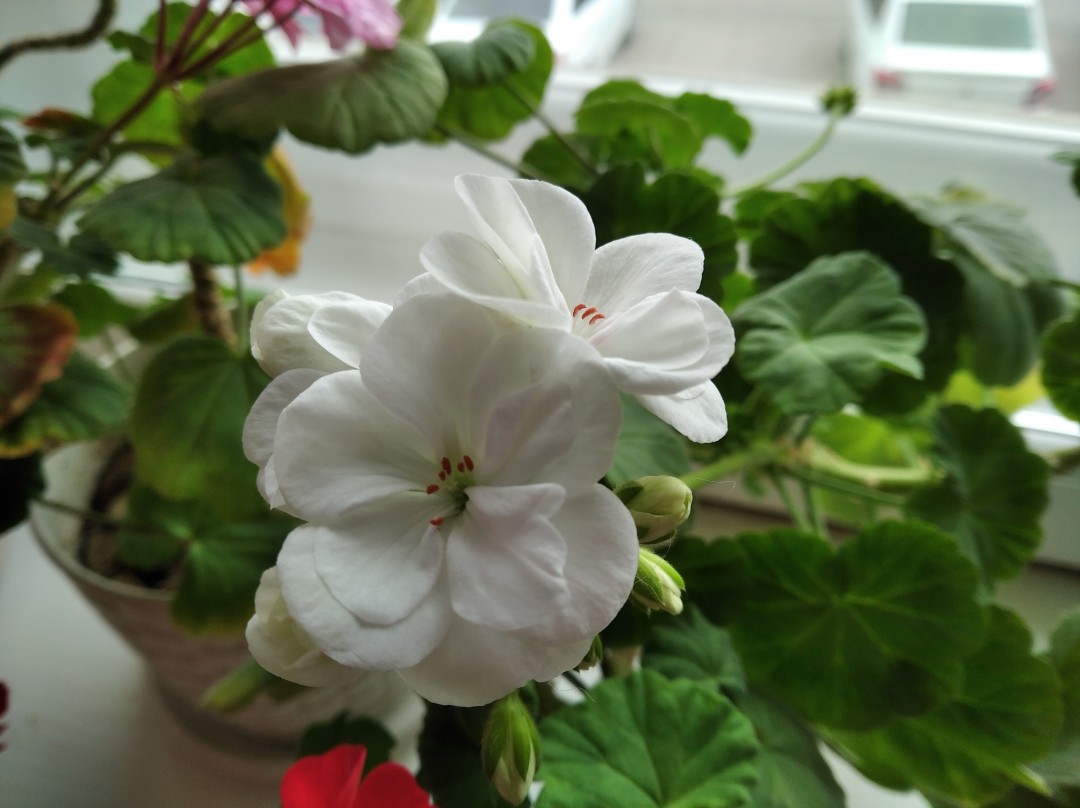 Изображение публикации