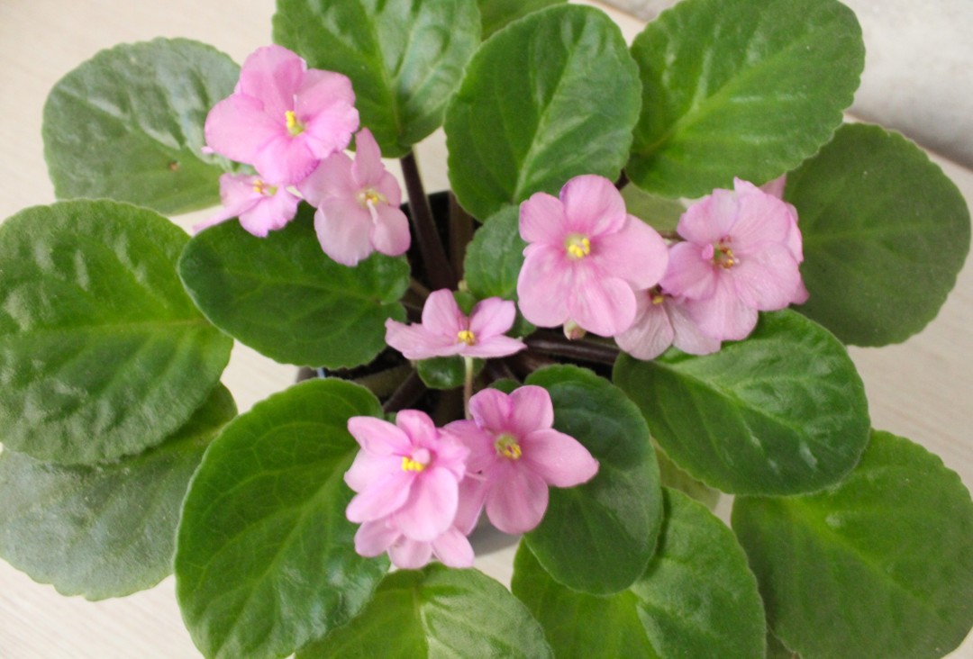 Изображение публикации