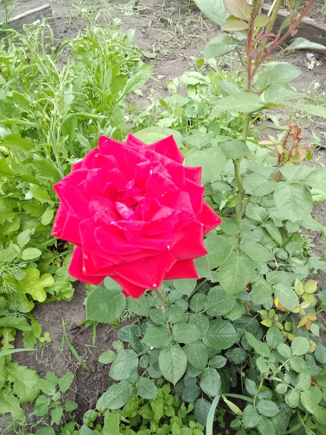 Изображение публикации