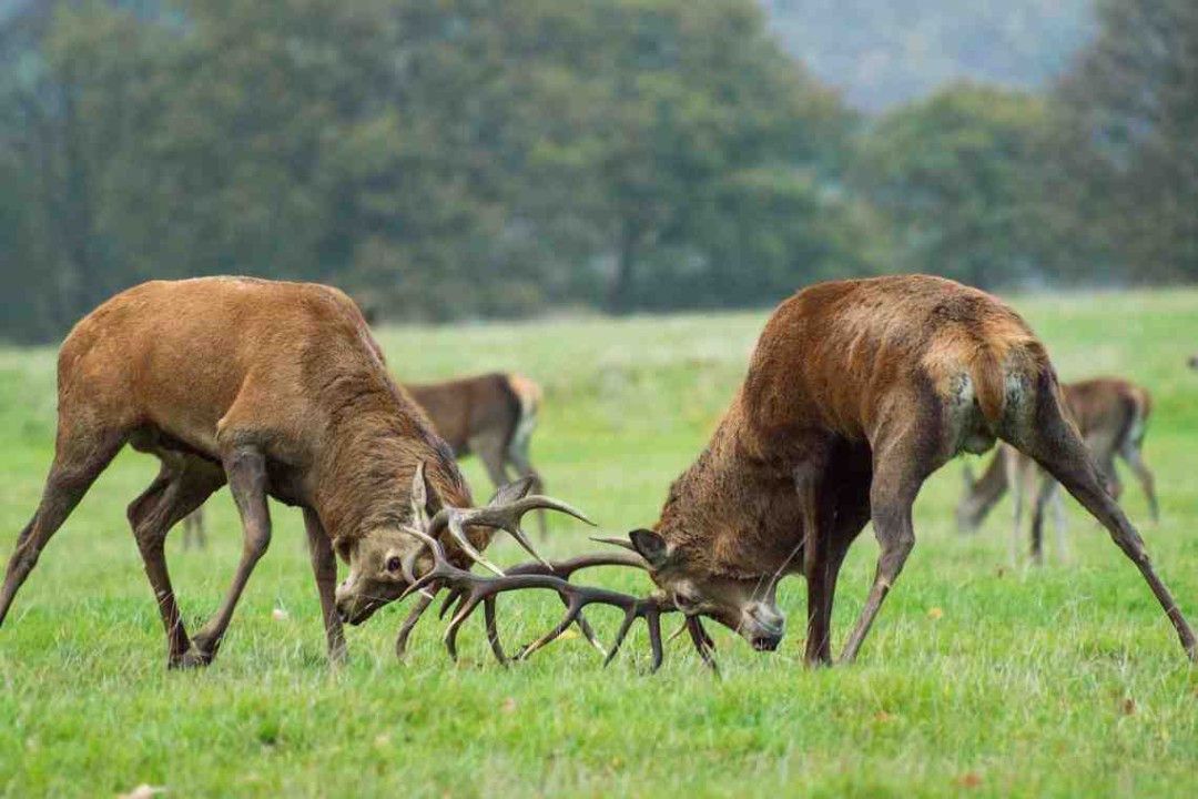 Изображение публикации