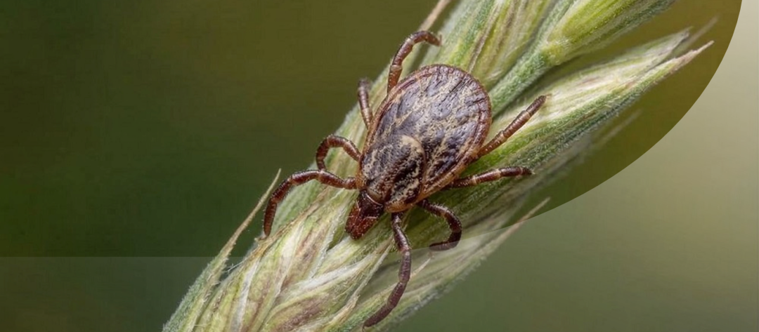 Изображение публикации