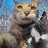 Аватар